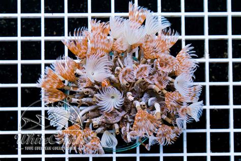 Bispira brunnea - Social Feather Duster-WILO_013