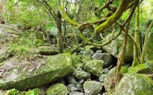 Nature Wall Sticker|Rainforest Stone Poster|Sticker Poster For Entrance ...