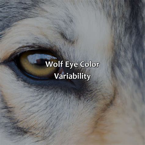 What Color Are Wolves Eyes - colorscombo.com