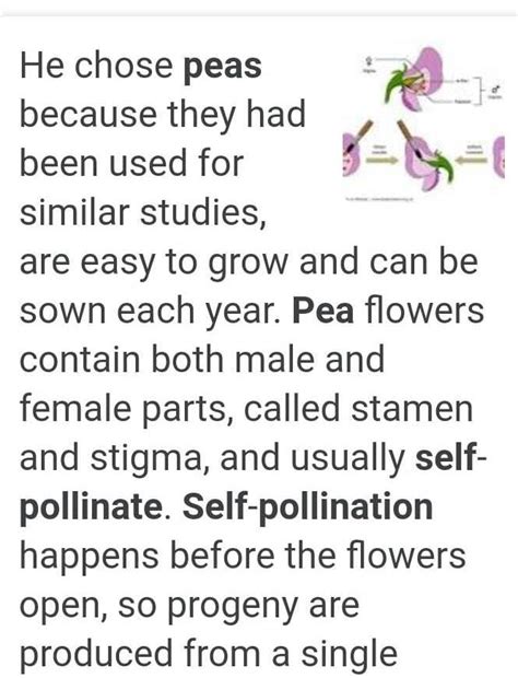 why mendel selected Related: Pea Plant : self and Cross Pollination ...