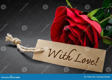 With love and red rose. stock photo. Image of bunch, congratulations ...