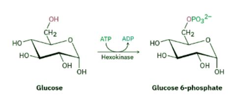 Electrophilic Addition Reactions of Alkenes - Chemistry Optional Notes ...