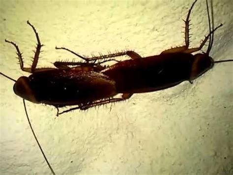 Reproduction in Cockroach 的图像结果