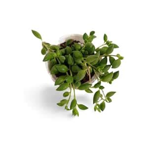 OhhSome Succulent Plant Live String Of Bananas Low-Maintenance ...