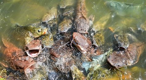 Image result for Catfish Farming Tips