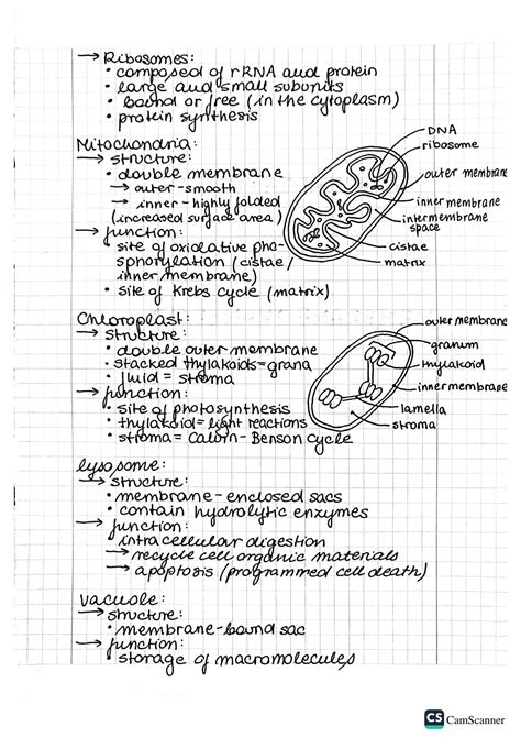 SOLUTION: Ap biology unit 2 cell structure and function review notes ...