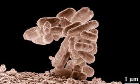 Single-use plastic bottles may be spreading antibiotic resistance: INST ...