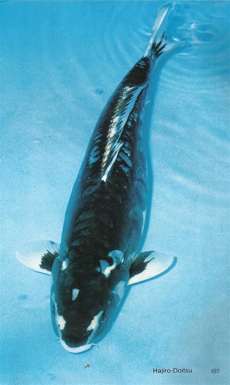 Types of koi fish unveiled types of koi varieties 2019 – Artofit