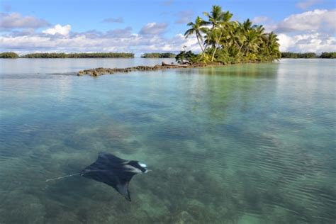 Manta ray at Palmyra Atoll.jpg | FWS.gov