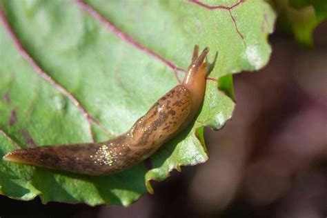Image result for Homemade Slug Control