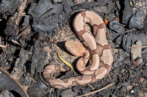 Copperhead | South Carolina Partners in Amphibian and Reptile Conservation