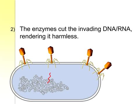 Image result for Restriction Enzymes Function