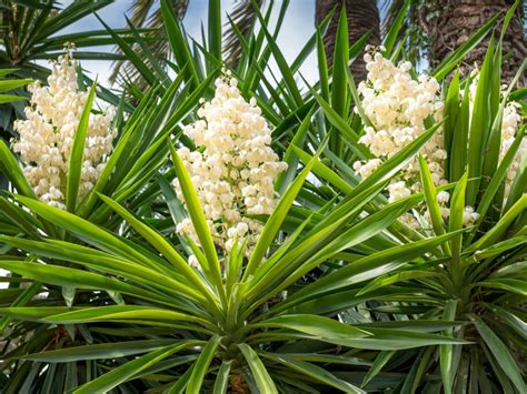 Varieties Of Yucca - What Are Different Yucca Plants Used For ...
