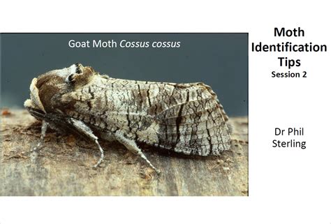 Image result for Moth Identifier