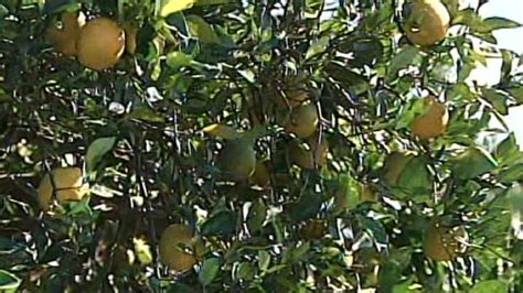 Florida’s citrus crop shrinks to smallest in nearly 100 years