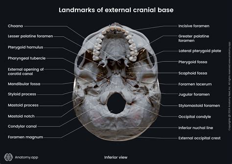 Base Of Skull Anatomy Endoscope Assisted Skull Base Surgery | Oxford