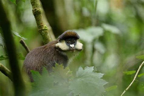 Image result for Red Thread Monkey