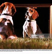 Image result for Beagle cloned wolf