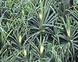 Indian Farms Live Kevda/Kewda/Pandanus Pygmaeus Plant With Pot ...