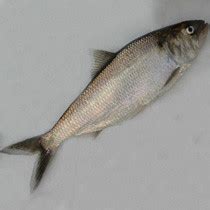 【鳙鱼】鳙鱼的功效_鳙鱼图片_食材百科_美食杰