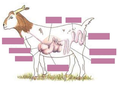 Image result for Goat Digestive System