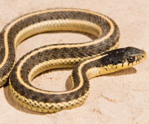 Image result for A Snake Using a Computer