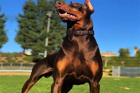 Doberman Pitbull Mix: An Ultimate Guide To This Crossbreed
