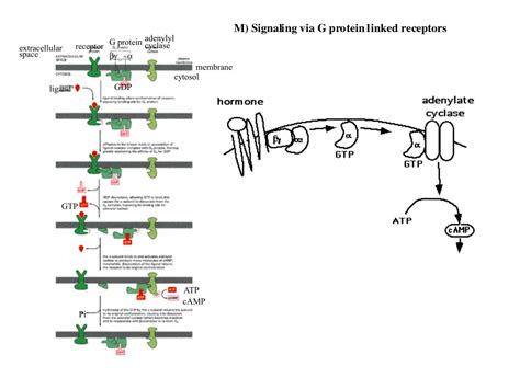 Image result for PIP2 Signaling Pathway