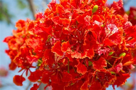 VasuWorld Beautiful Flower Delonix Regia, Gulmohar Tree Seeds : Amazon ...