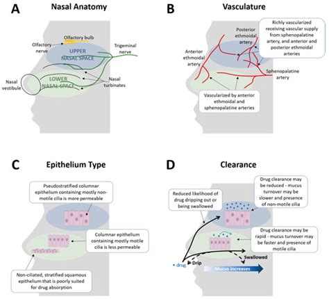 Nasal Delivery of Acute Medications for Migraine: The Upper Versus ...