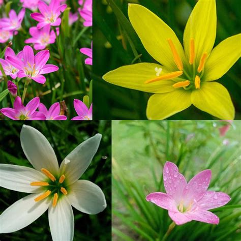 Buy Flower Seeds Online in India at Best Price | Premium Seeds for ...
