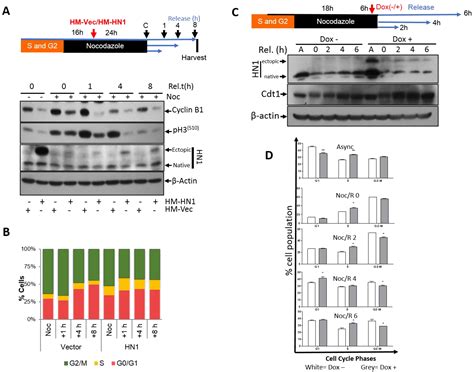 HN1 Is Enriched in the S-Phase, Phosphorylated in Mitosis, and ...
