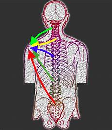 dolore alla gabbia toracica schiena dolore alla spalla affidati all osteopatia osteopata dolore alla gabbia toracica schiena dolore alla spalla affidati all osteopatia osteopata