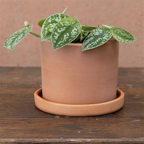 Buy satin pothos Scindapsus pictus 'Argyraeus': Delivery by Waitrose Garden