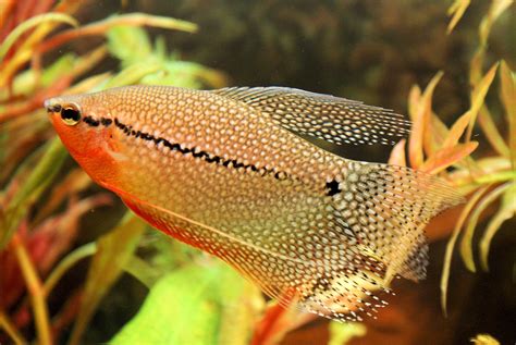 10 Species of Gourami Fish for Your Tank