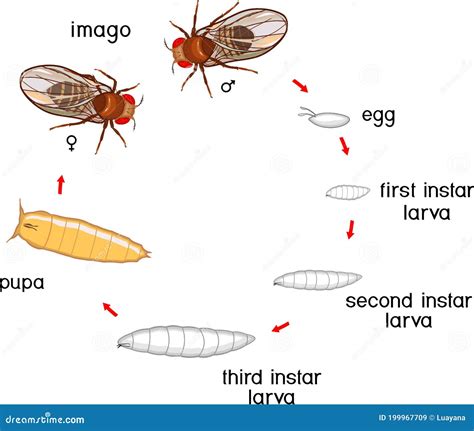 Life Cycle of Fruit Fly Drosophila Melanogaster. Sequence of Stages of ...