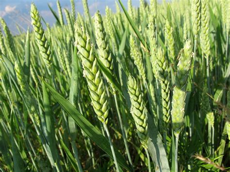 Area wise improved varieties of wheat