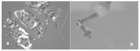 Survival Time, Mortality Rate, and Feeding Damage of Adult Myllocerus ...
