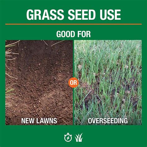 Buy 20 Lb. Sementes de grama alta Festuca mistura com revestimento de ...