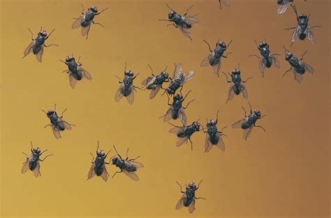 What Attracts Gnats In A Bedroom | Psoriasisguru.com