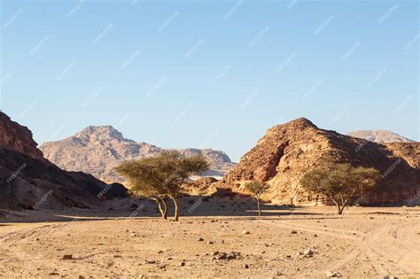 Grand arbre dans le désert et les montagnes calcaires rocheuses autour ...