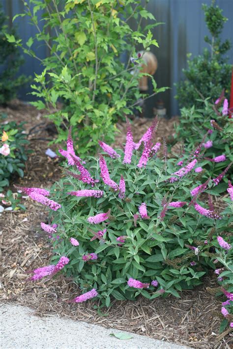 Lo & Behold® 'Pink Micro Chip' | ButterflyBushes.com | Butterfly bush ...