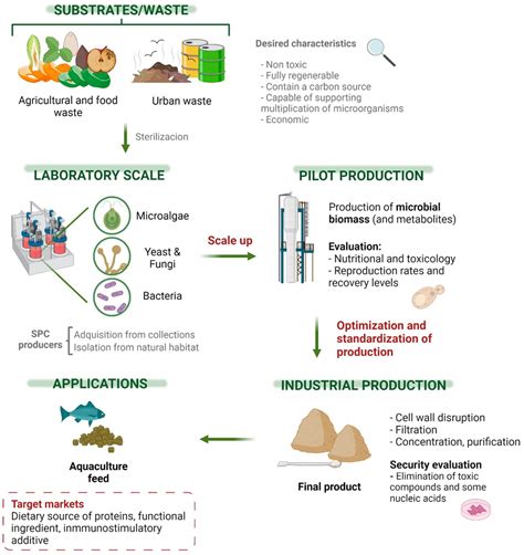 Single Cell Protein (SCP) – Definition, Sources, Production, Uses ...