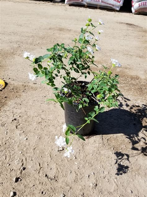 Buy Lantana montevidensis 'Alba' (White Trailing Lantana) | Bidscape