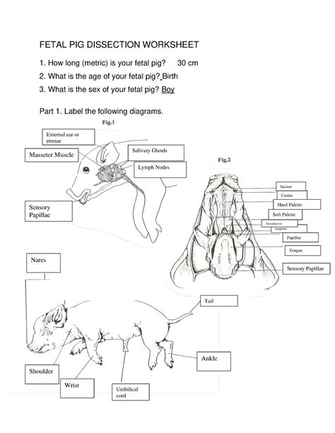 Fetal Pig Dissection Worksheet