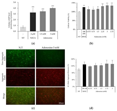 Anti-Hair Loss Effect of Adenosine Is Exerted by cAMP Mediated Wnt/β ...