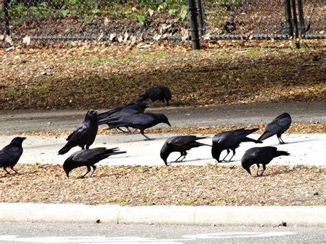 Hidden Meanings of Crows in Number (1 to 9) & Symbolism - What Spiritual