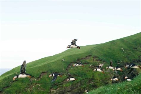 Puffin Safari Boat Tour 2023 - Faroe Islands - Viator