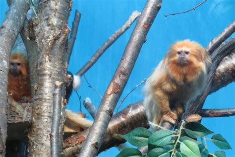 Golden lion tamarin/Common marmoset group shot - ZooChat