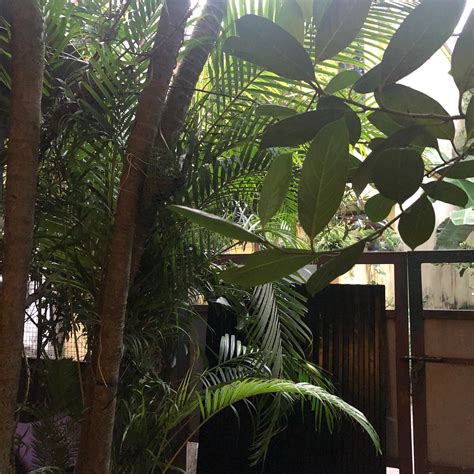 ALLAN'S INN (Kochi (Cochin), Kerala) - Inn Reviews & Photos - Tripadvisor